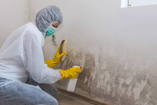 Best Mold Damage Restoration  in Emerson, GA