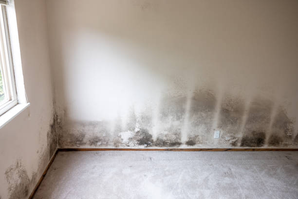 Best Black Mold Removal  in Emerson, GA